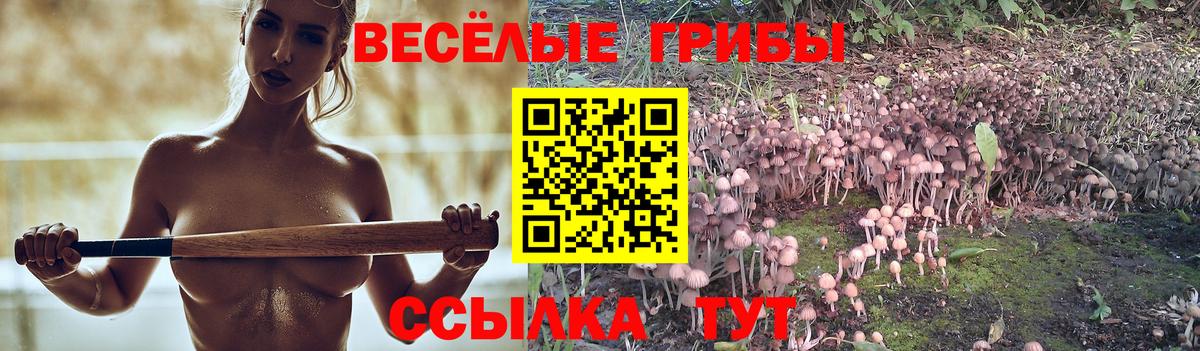 дарнет шоп  Псилоцибиновые грибы прущие грибы  Вход с VPN  Псилоцибиновые грибы GOLDEN TEACHER  Новоалександровск 